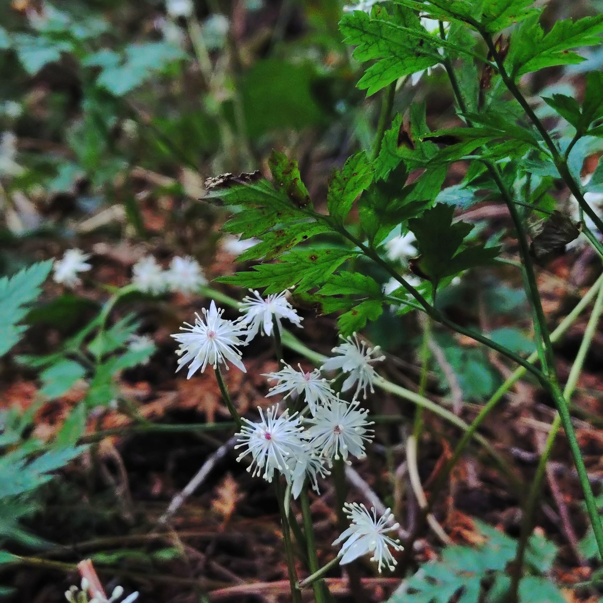 セリバオウレン雄花？